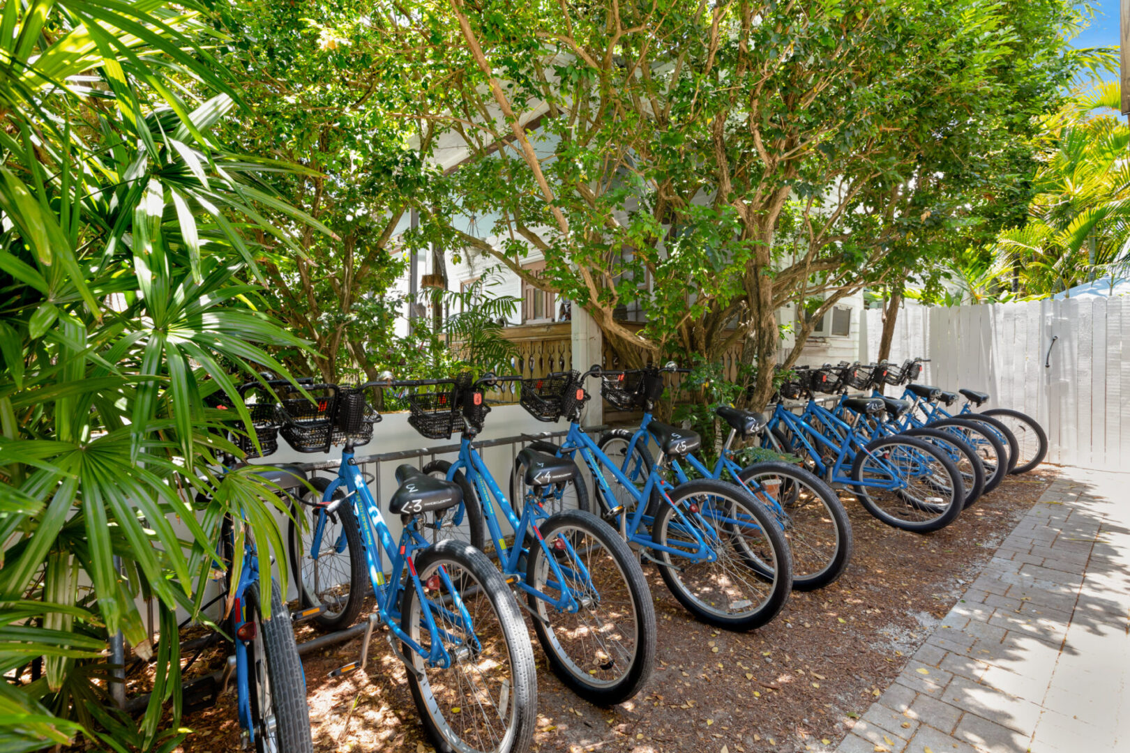 Bicycles parked under a tree